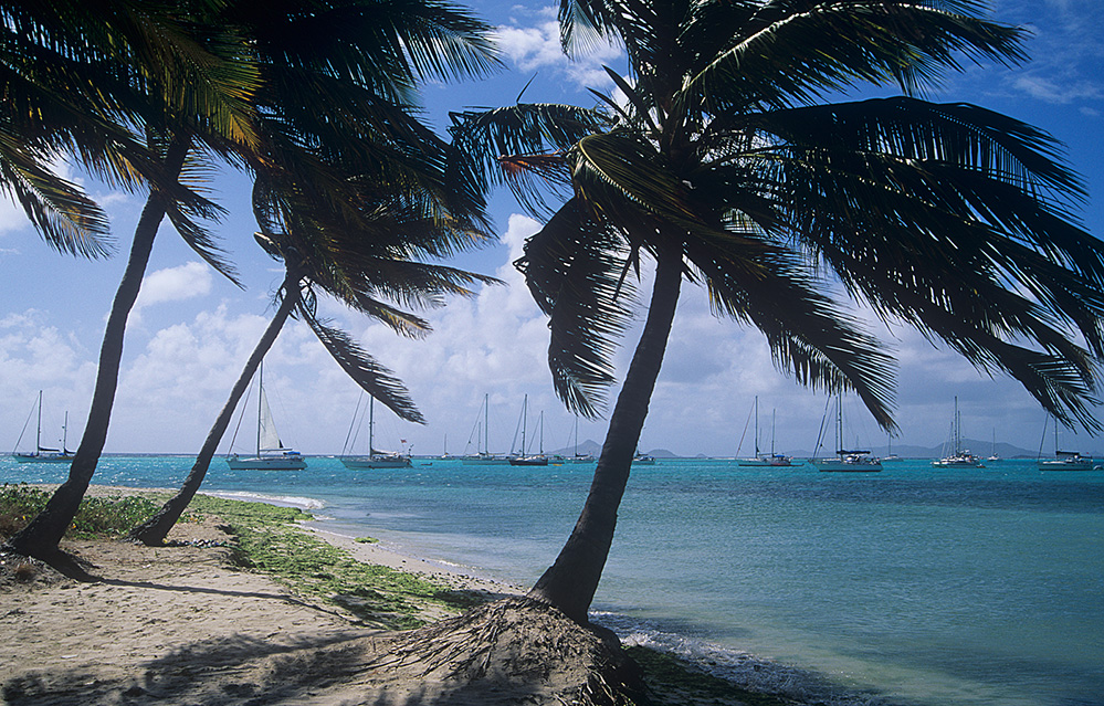 St Vincent and the Grenadines Palm Trees, Tobago Cays